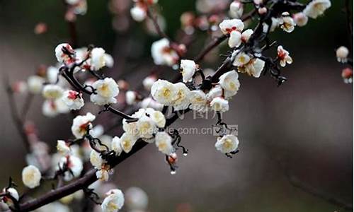 天气变冷梅花斗艳_梅花占天气