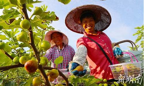 天气太热放树摘果_二年级上册数学全能金卷